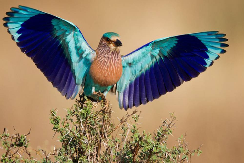 Indian Roller - Iran Wildlife - Bird Watching